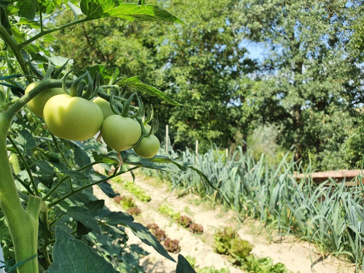 Agriturismo Il Burlino Apartments Lerma ภายนอก รูปภาพ